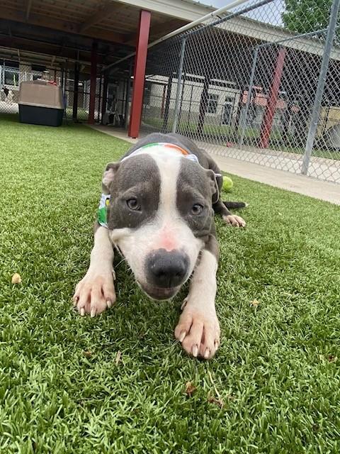 Enlarge Michael Jackson, a ADOPTABLE mixed breed in Fayetteville, AR image 6/6