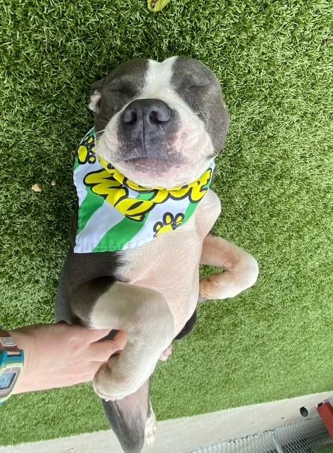 Enlarge Michael Jackson, a ADOPTABLE mixed breed in Fayetteville, AR image 5/6