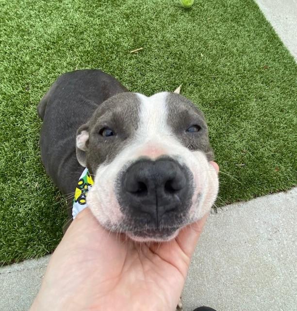 Enlarge Michael Jackson, a ADOPTABLE mixed breed in Fayetteville, AR image 4/6