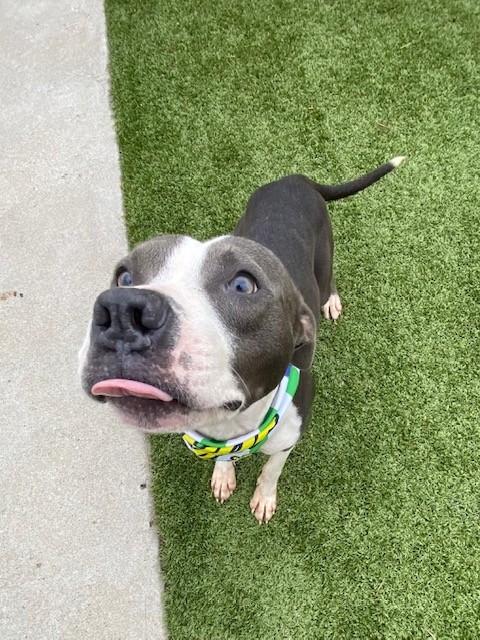 Enlarge Michael Jackson, a ADOPTABLE mixed breed in Fayetteville, AR image 2/6