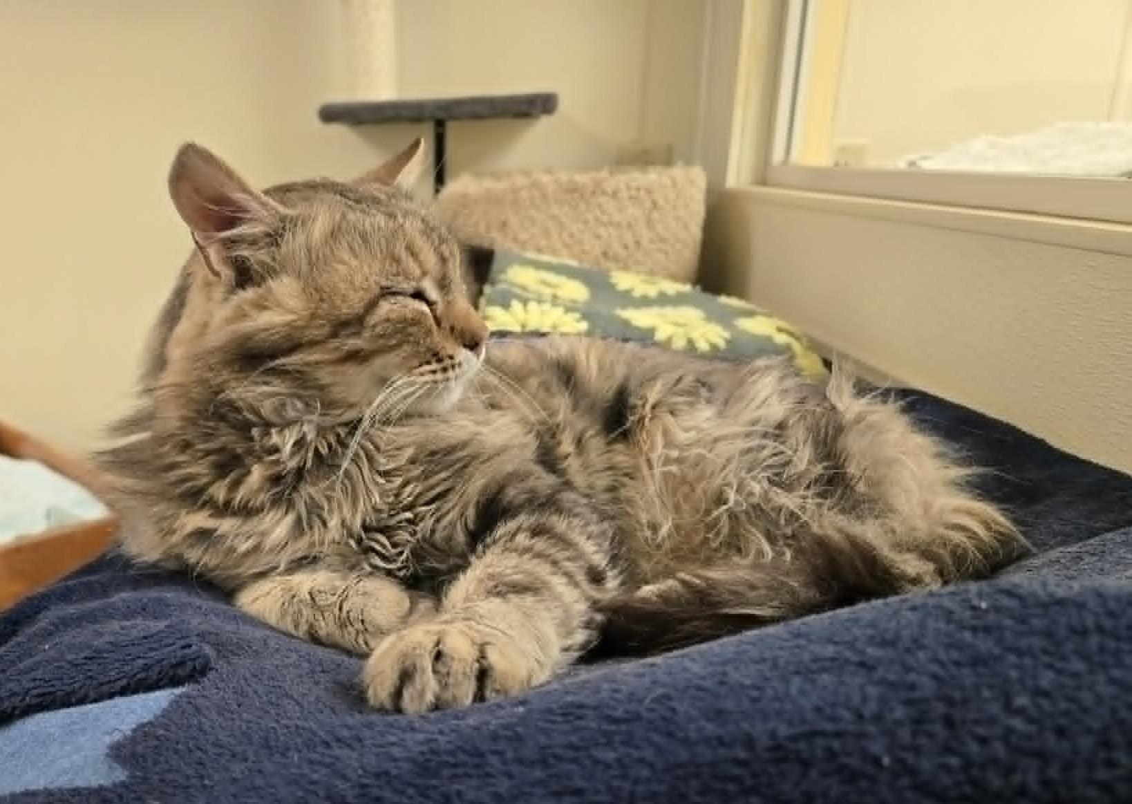 Hobo, Adoptable, Adult Male Domestic Medium Hair.