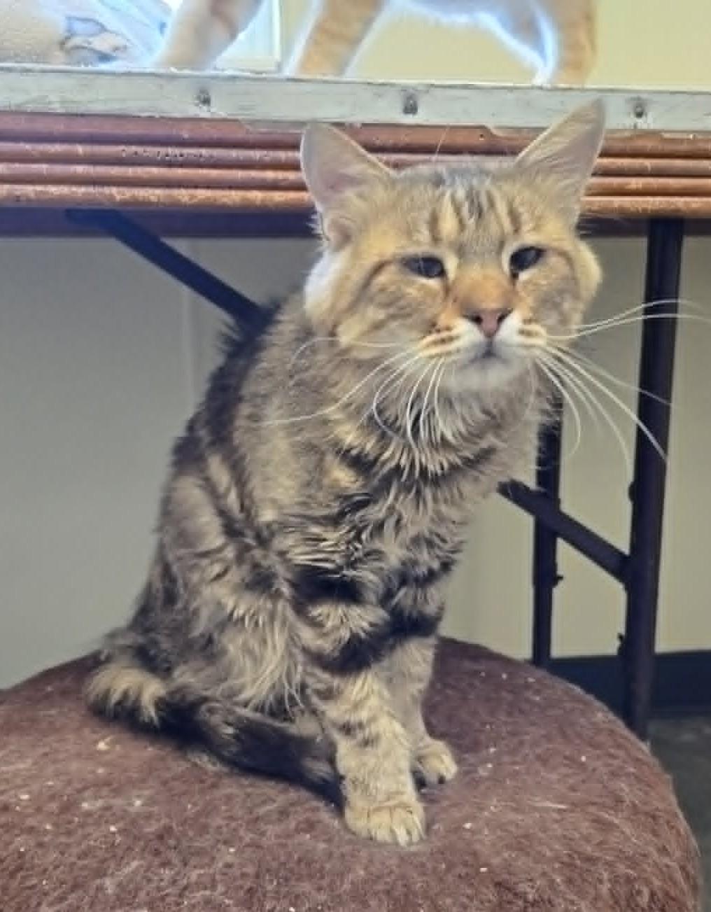 Enlarge Hobo, a Adoptable Domestic Medium Hair in Larned, KS image 2/3