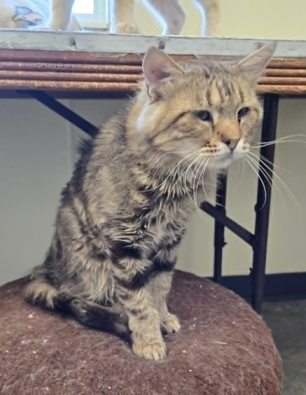 Enlarge Hobo, a Adoptable Domestic Medium Hair in Larned, KS image 3/3