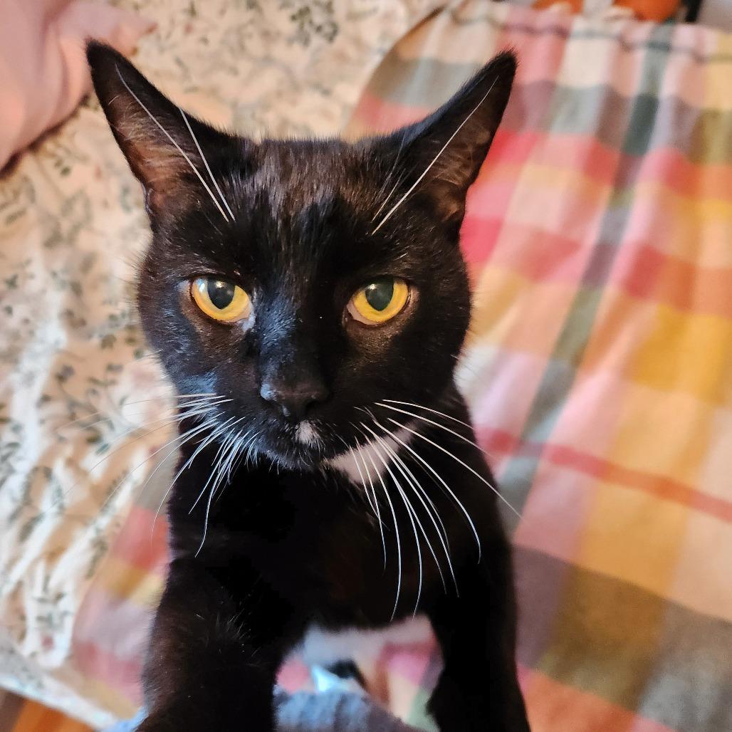 Enlarge Casserole, a ADOPTABLE Domestic Short Hair in Evanston, IL image 1/1