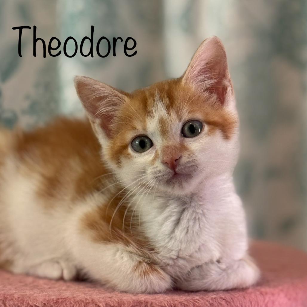 Theodore, Adoptable, Kitten Male Manx & Domestic Short Hair.