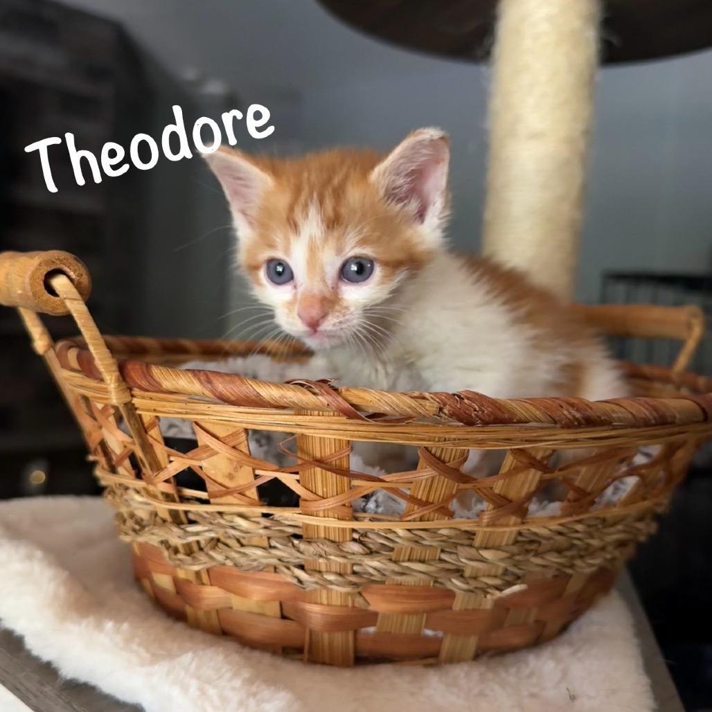 Enlarge Theodore, a Adoptable mixed breed in TITUSVILLE, FL image 2/2