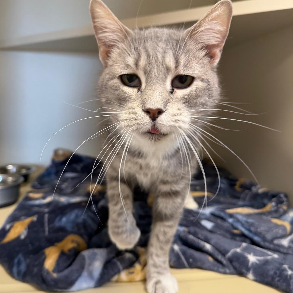 Enlarge Arugula, a Adoptable Domestic Short Hair in Cody, WY image 1/3