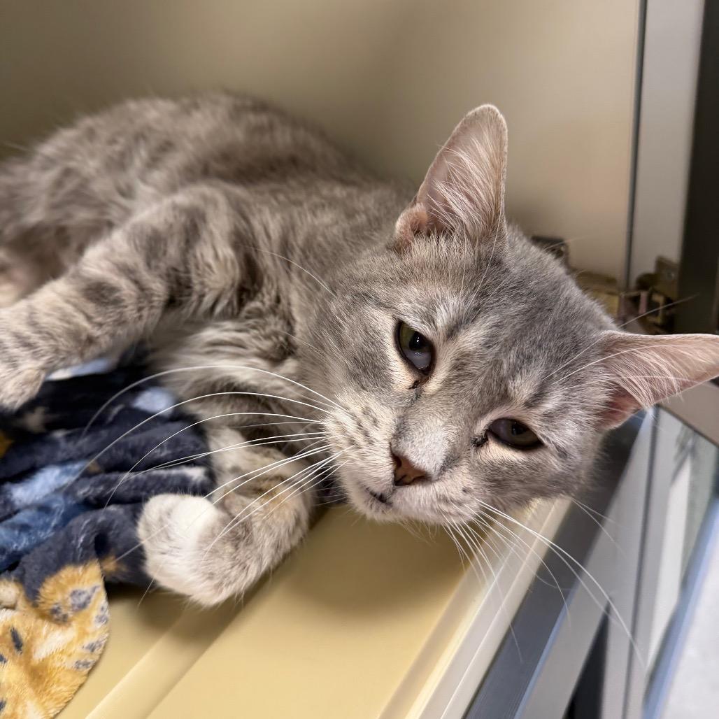 Enlarge Arugula, a Adoptable Domestic Short Hair in Cody, WY image 2/3