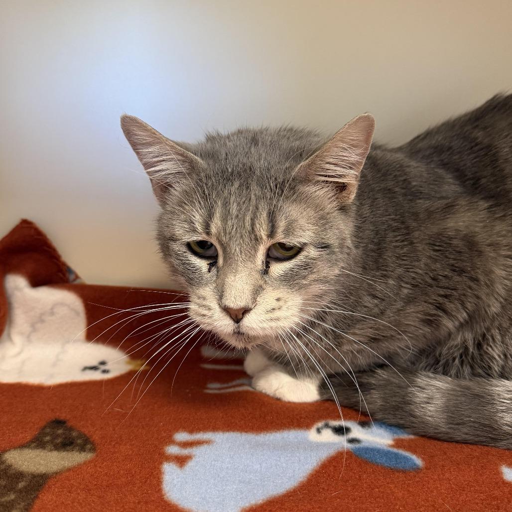 Enlarge Arugula, a Adoptable Domestic Short Hair in Cody, WY image 3/3
