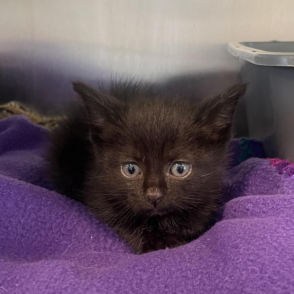 Lucky, Adoptable, Young Female Domestic Short Hair.