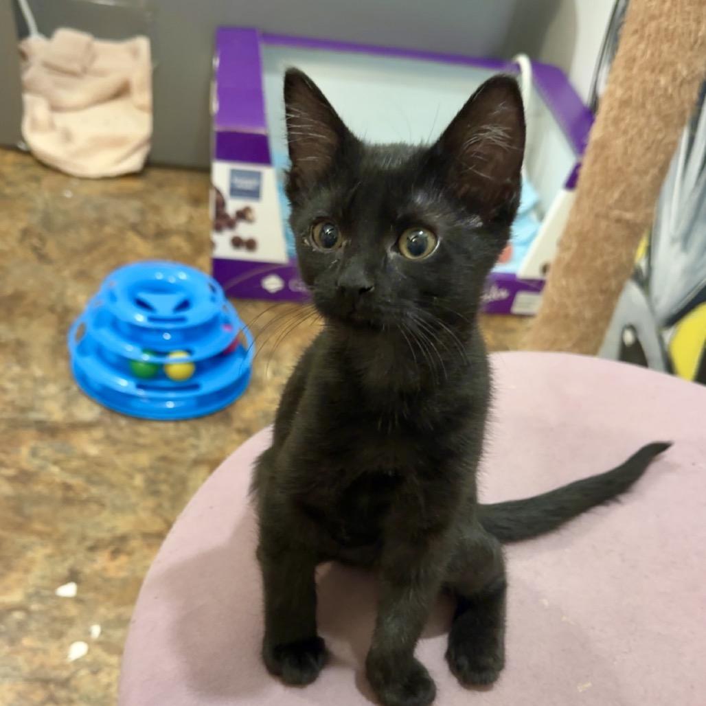 Enlarge Lucky, a Adoptable Domestic Short Hair in West Des Moines, IA image 3/6