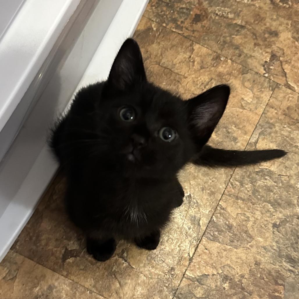 Enlarge Lucky, a Adoptable Domestic Short Hair in West Des Moines, IA image 5/6