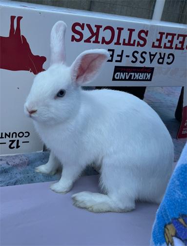 Enlarge NORA, a Adoptable mixed breed in San Clemente, CA image 1/2