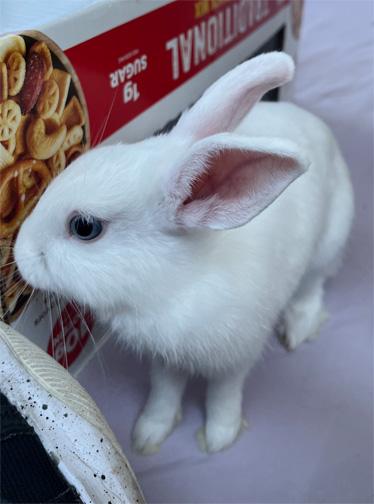 Enlarge NORA, a Adoptable mixed breed in San Clemente, CA image 2/2
