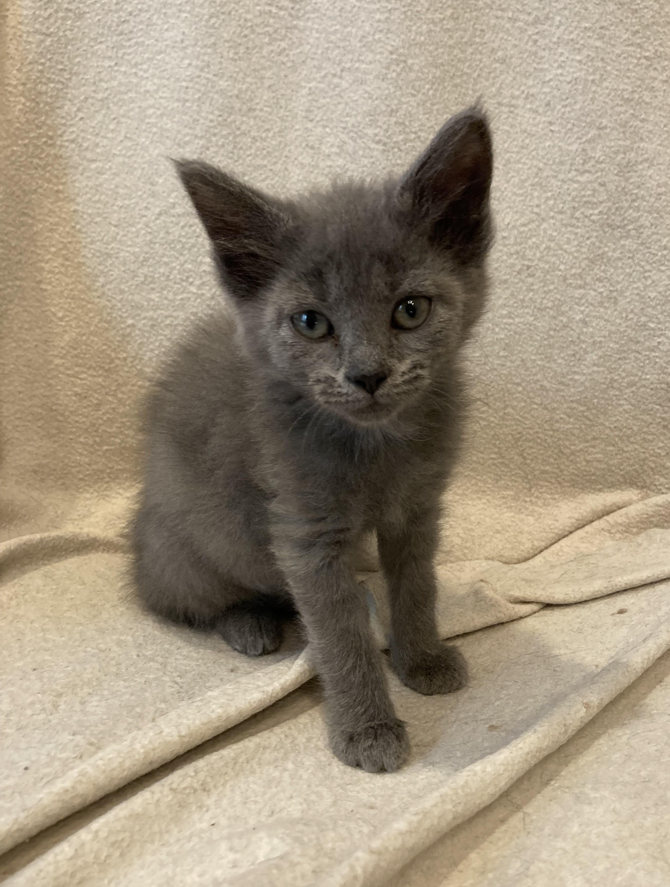 Tatiyana and Anastasia, ADOPTABLE, Kitten Female Russian Blue.