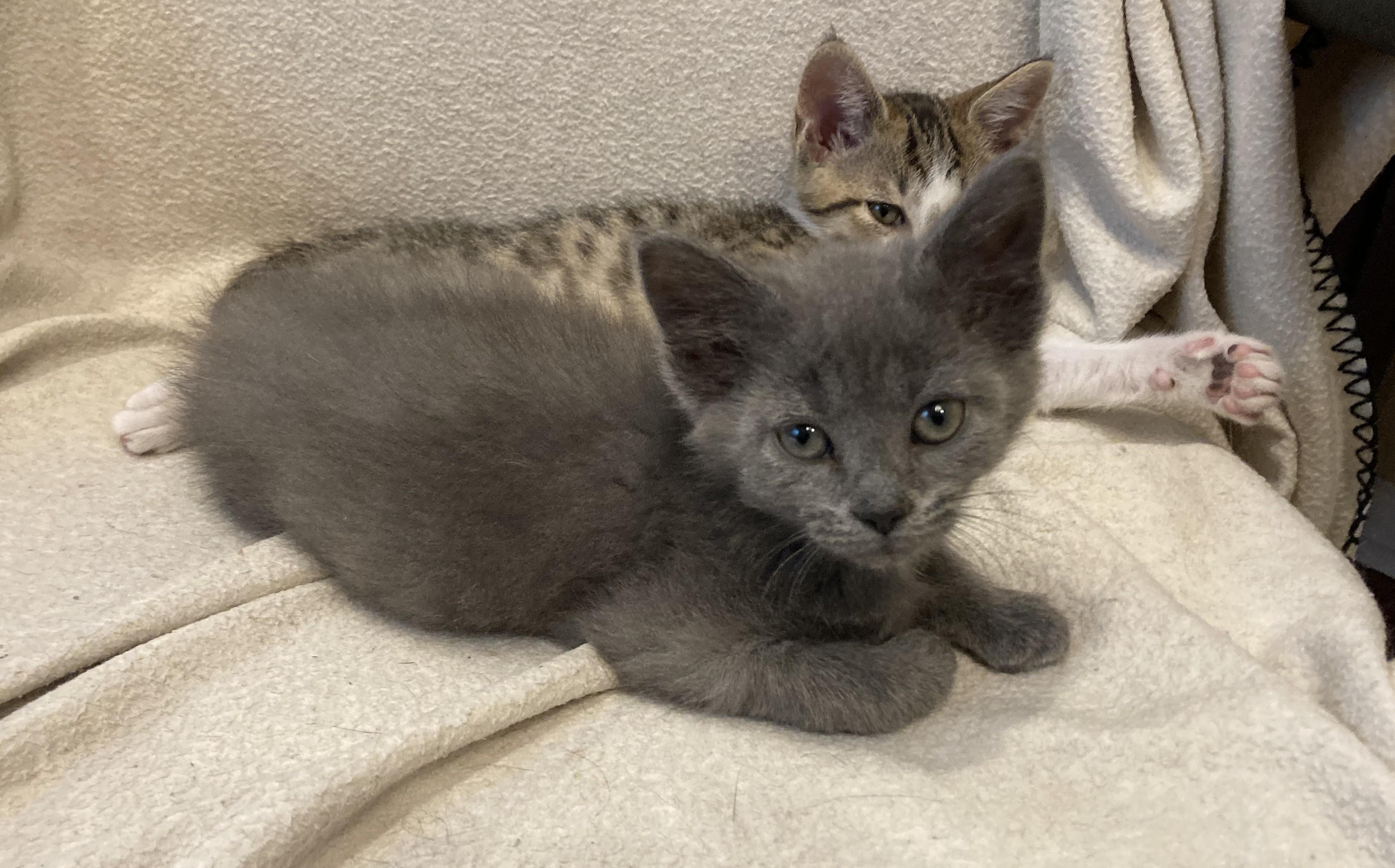 Enlarge Tatiyana and Anastasia, a ADOPTABLE mixed breed in Knoxville, TN image 2/4