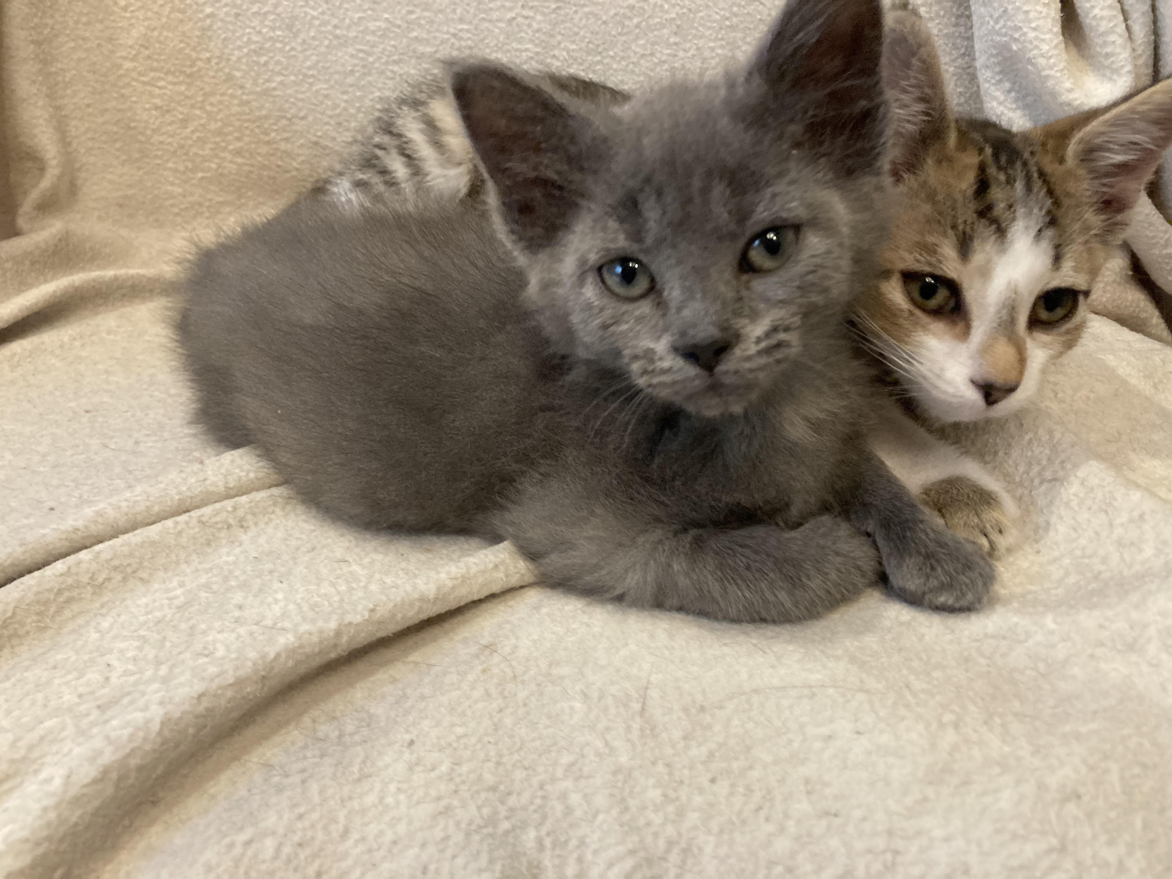 Enlarge Tatiyana and Anastasia, a ADOPTABLE mixed breed in Knoxville, TN image 3/4