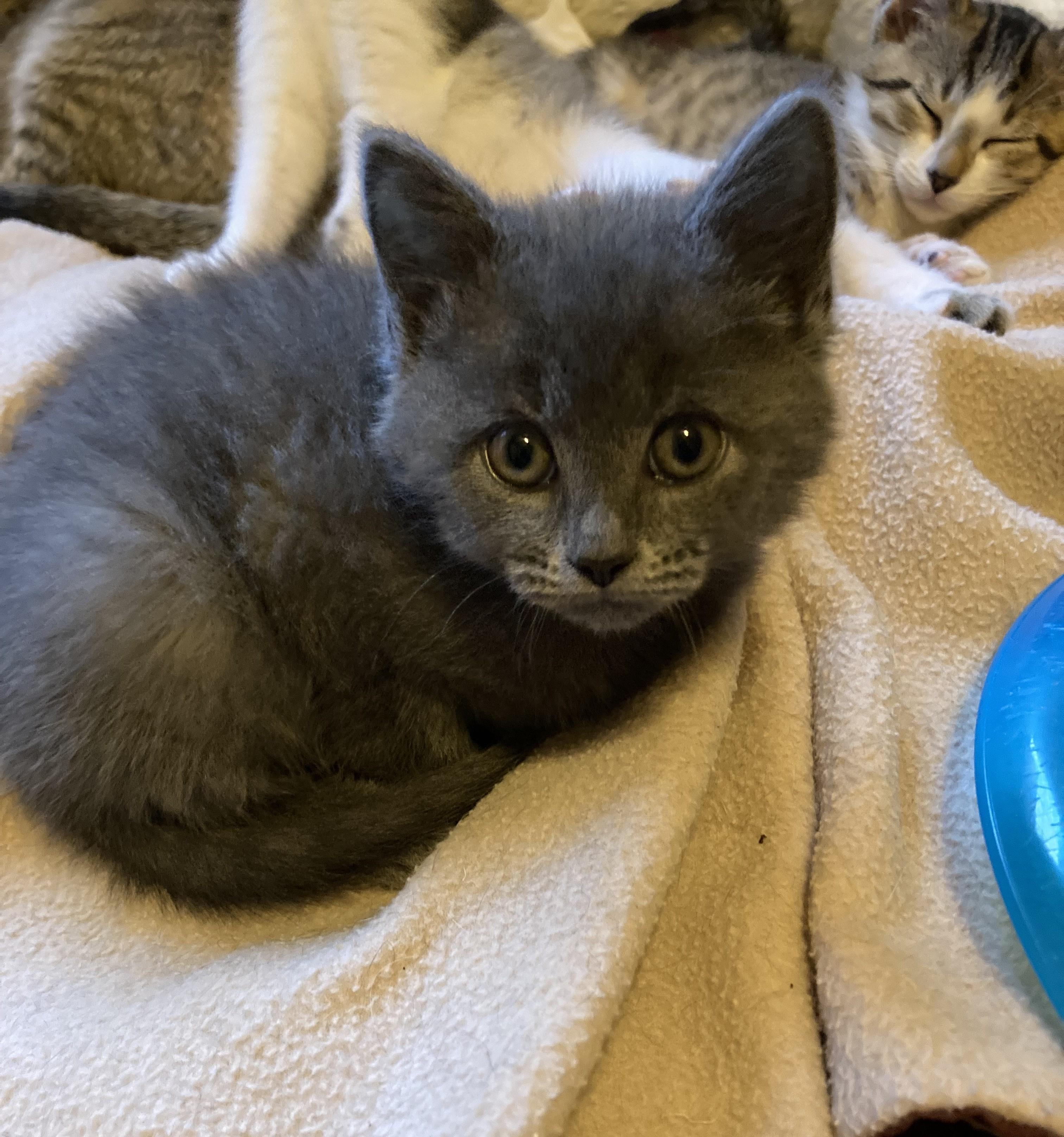 Enlarge Tatiyana and Anastasia, a ADOPTABLE mixed breed in Knoxville, TN image 4/4