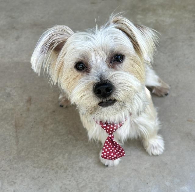 Rummy, ADOPTABLE, Adult Male Yorkshire Terrier.