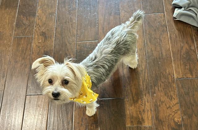 Enlarge Rummy, a ADOPTABLE Yorkshire Terrier in League City, TX image 6/6