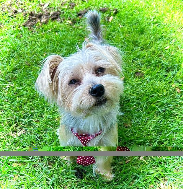 Enlarge Rummy, a ADOPTABLE Yorkshire Terrier in League City, TX image 5/6