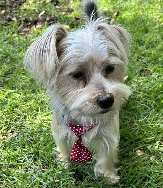 Enlarge Rummy, a ADOPTABLE Yorkshire Terrier in League City, TX image 4/6