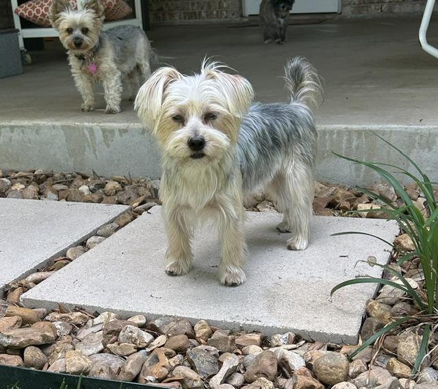 Enlarge Rummy, a ADOPTABLE Yorkshire Terrier in League City, TX image 3/6
