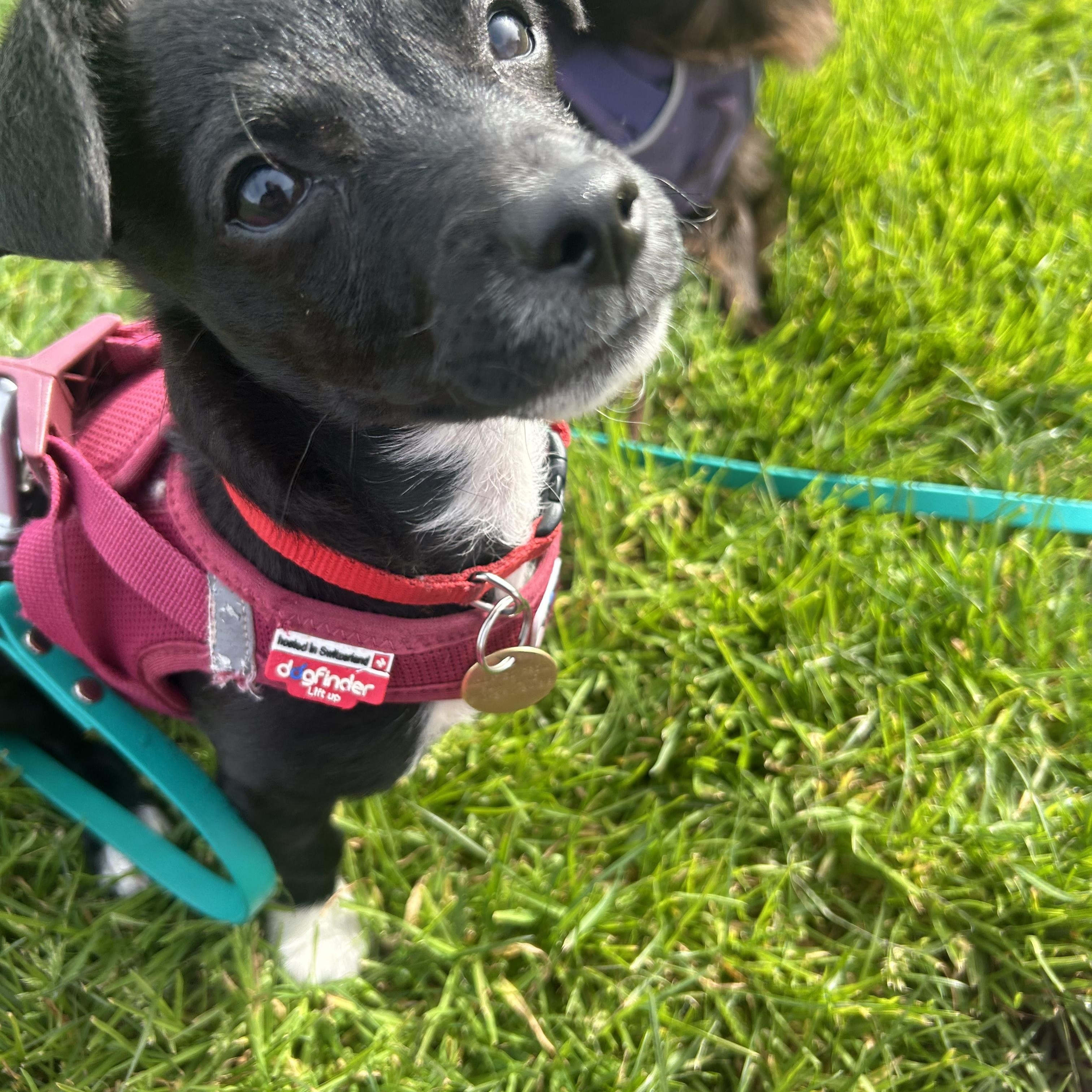 Enlarge Mickey, a Adoptable mixed breed in Portland, OR image 1/4