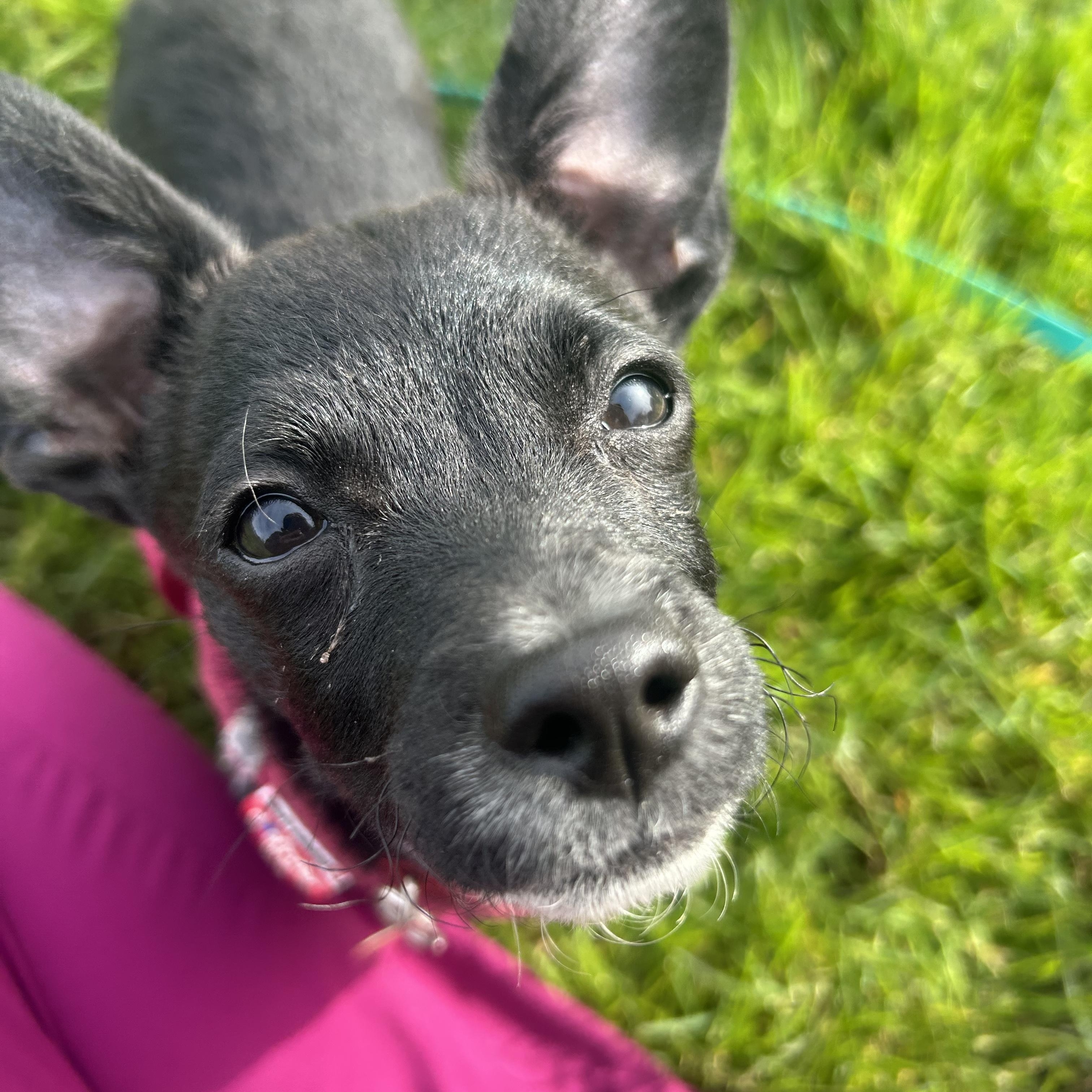 Enlarge Mickey, a Adoptable mixed breed in Portland, OR image 3/4
