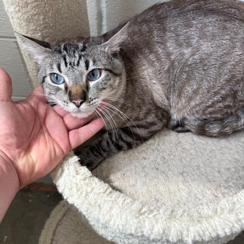 Enlarge Sonny, a Adoptable Domestic Medium Hair in Port Aransas, TX image 1/1