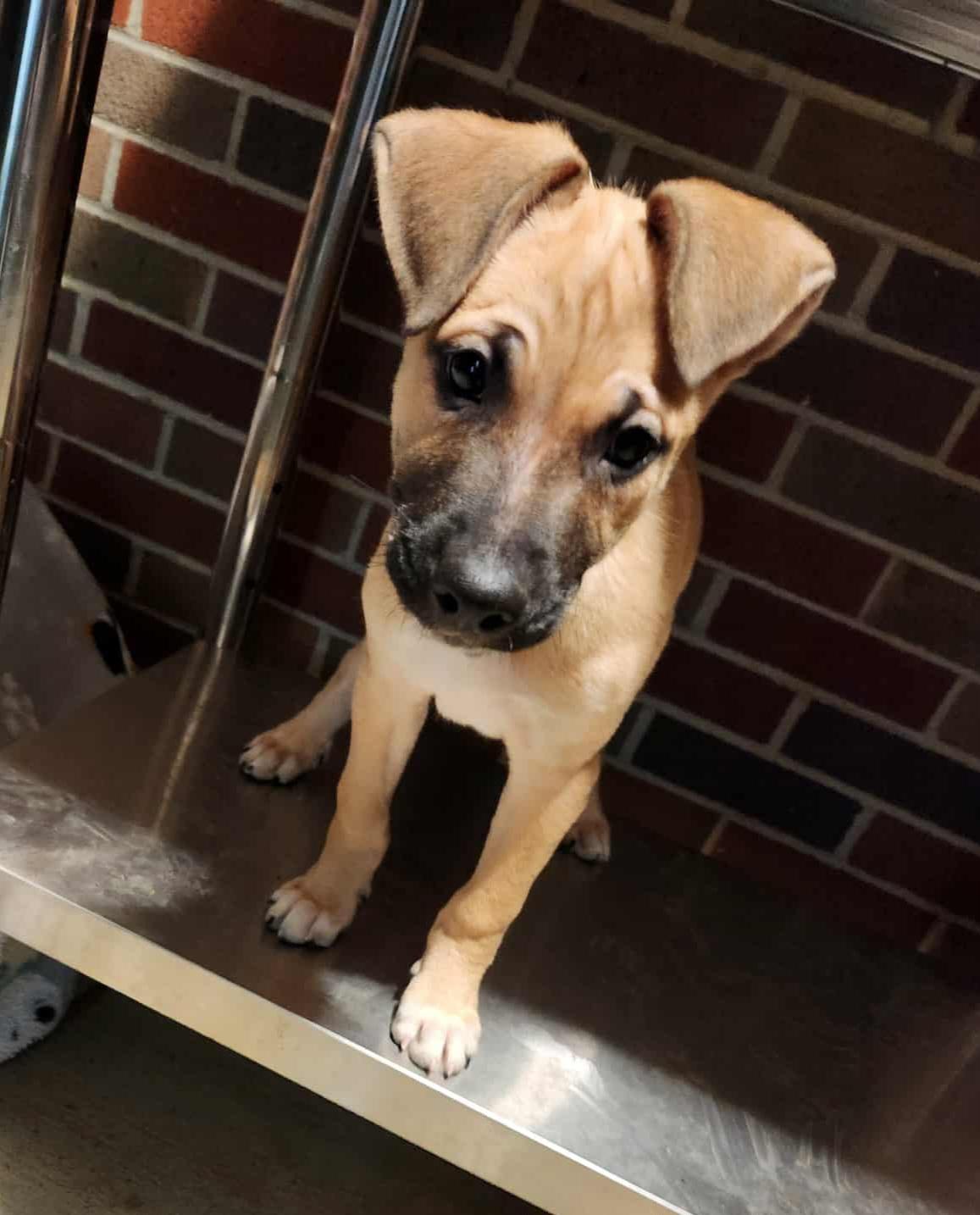 BLACKjack & JUDE, a Adoptable Mixed Breed in Louisville, OH image 1/5