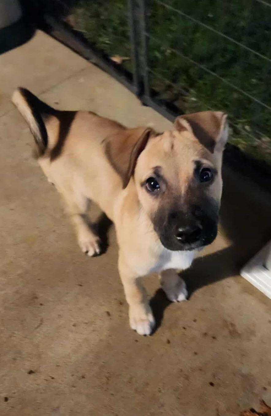 BLACKjack & JUDE, a Adoptable Mixed Breed in Louisville, OH image 5/5