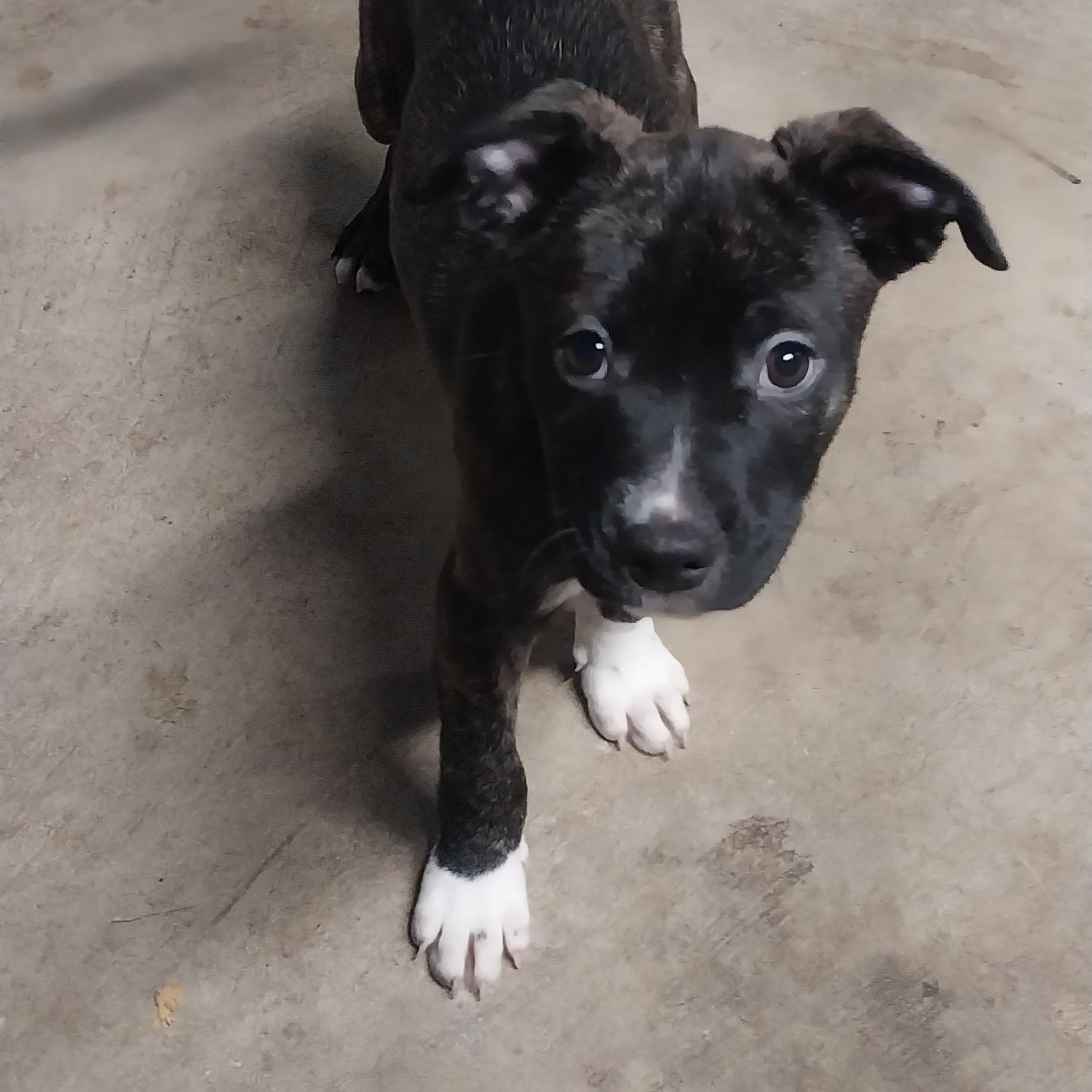 BLACKjack & JUDE, a Adoptable Mixed Breed in Louisville, OH image 2/5