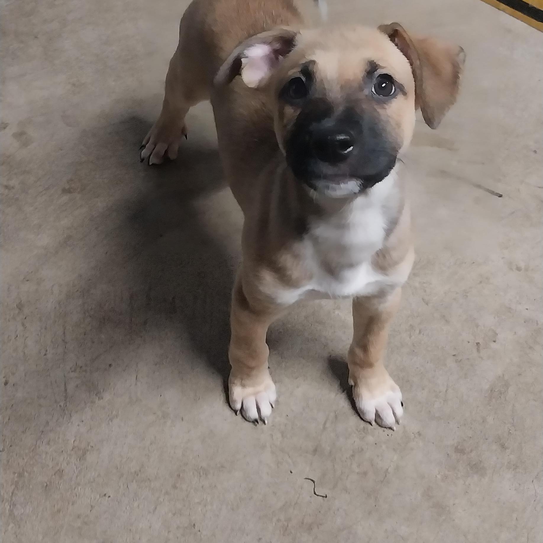 BLACKjack & JUDE, a Adoptable Mixed Breed in Louisville, OH image 3/5