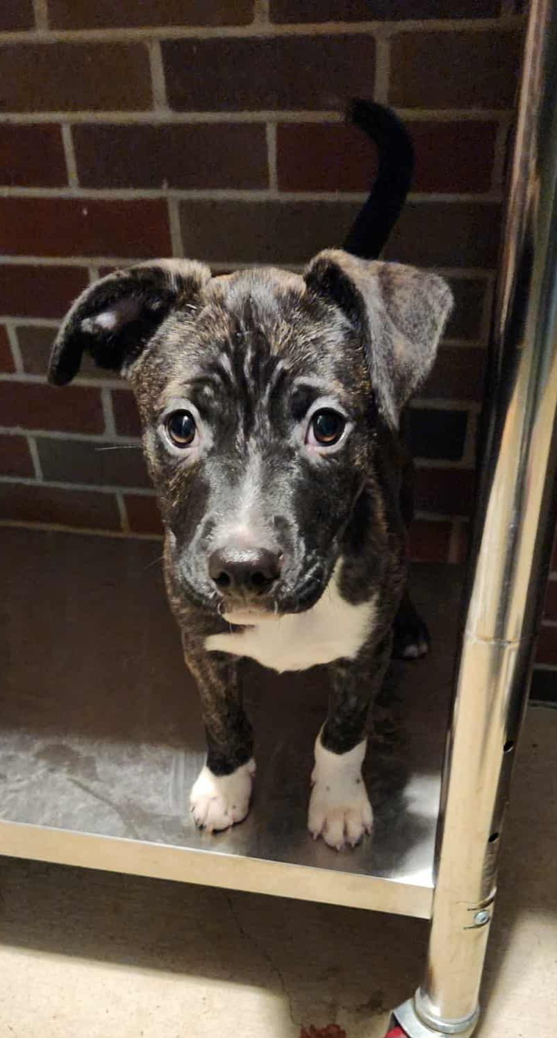 BLACKjack & JUDE, a Adoptable Mixed Breed in Louisville, OH image 4/5