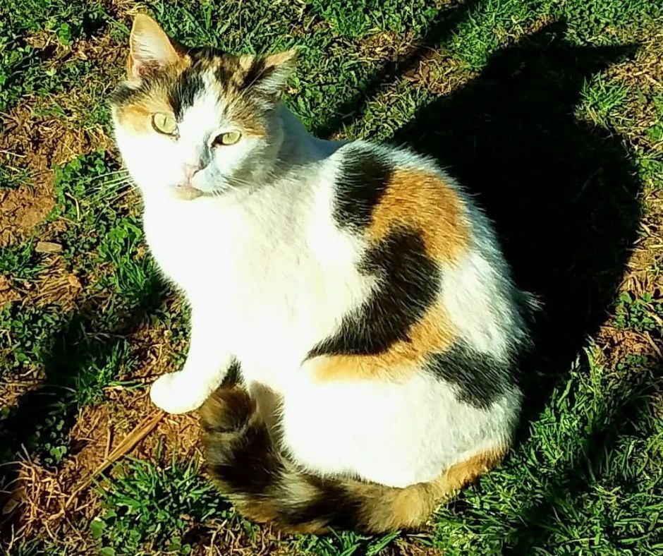 Enlarge Callie, a Adoptable Calico in Hickory, NC image 1/1