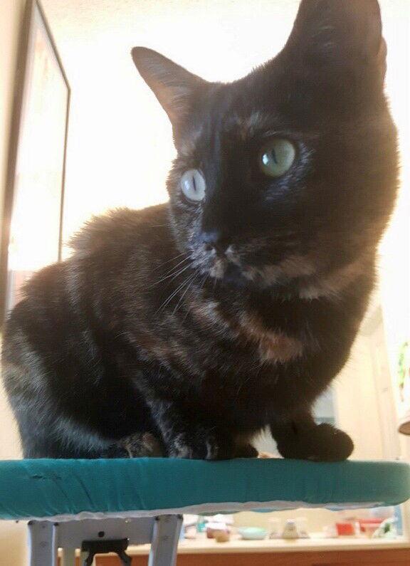 Enlarge Pounce, a Adoptable Tortoiseshell in Southaven, MS image 1/2