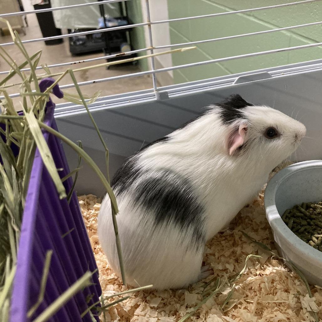 Enlarge Skunk, a Adoptable Guinea Pig in Pittsford, VT image 1/1