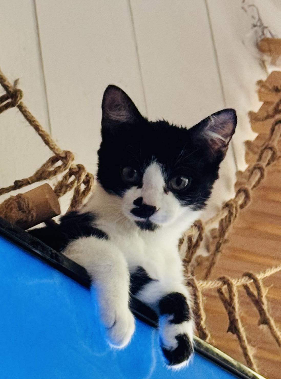 Pinot, a Adoptable Domestic Short Hair in Ashton, ON image 2/3