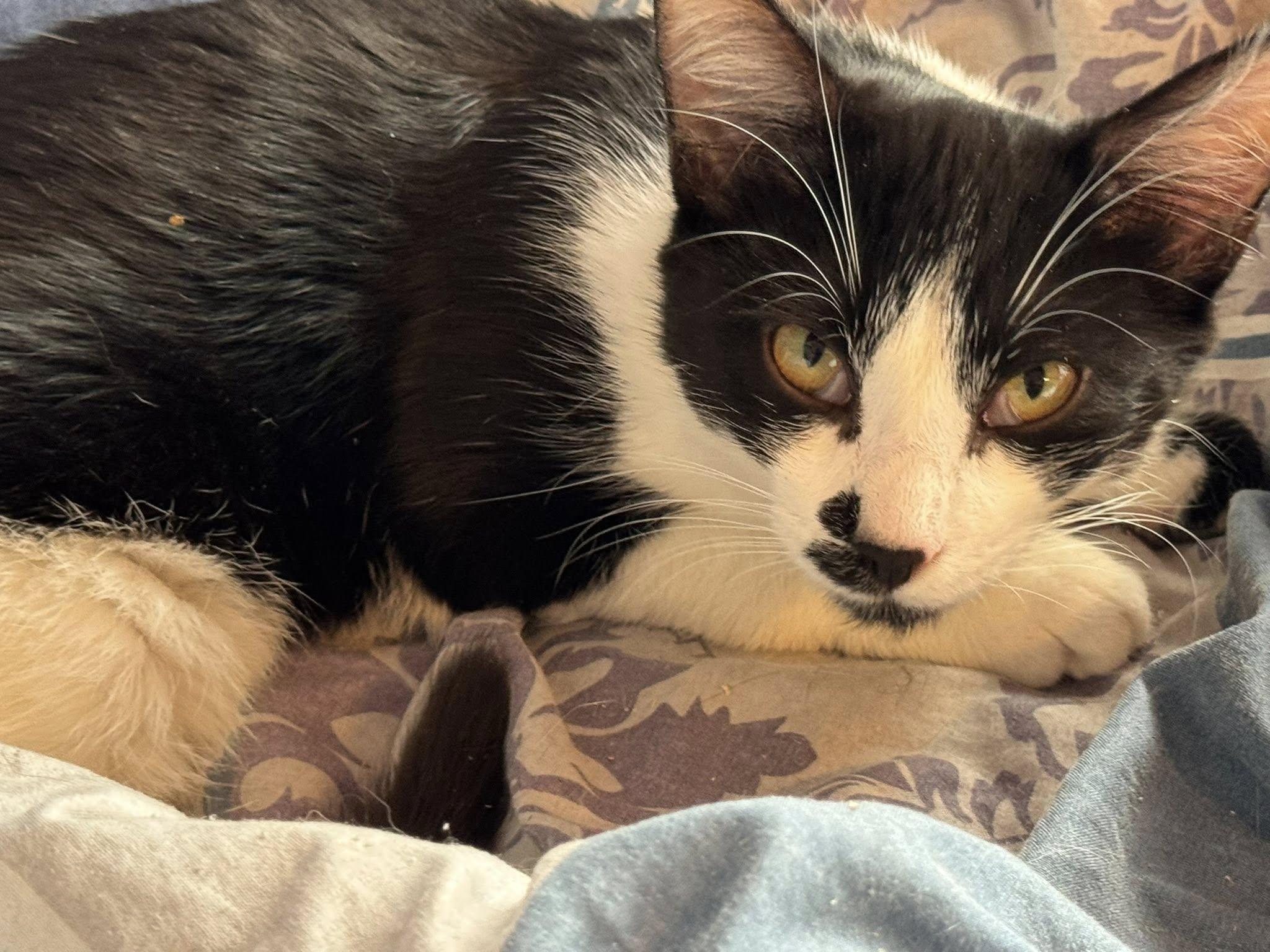 Pinot, a Adoptable Domestic Short Hair in Ashton, ON image 1/3