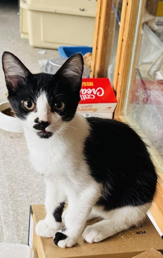 Pinot, a Adoptable Domestic Short Hair in Ashton, ON image 3/3