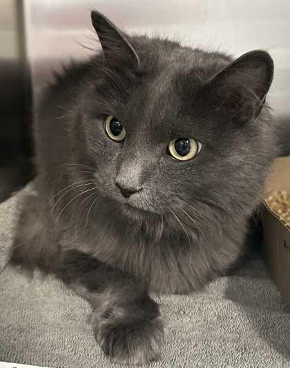 Renigade, Adoptable, Senior Female Domestic Medium Hair & Domestic Short Hair.