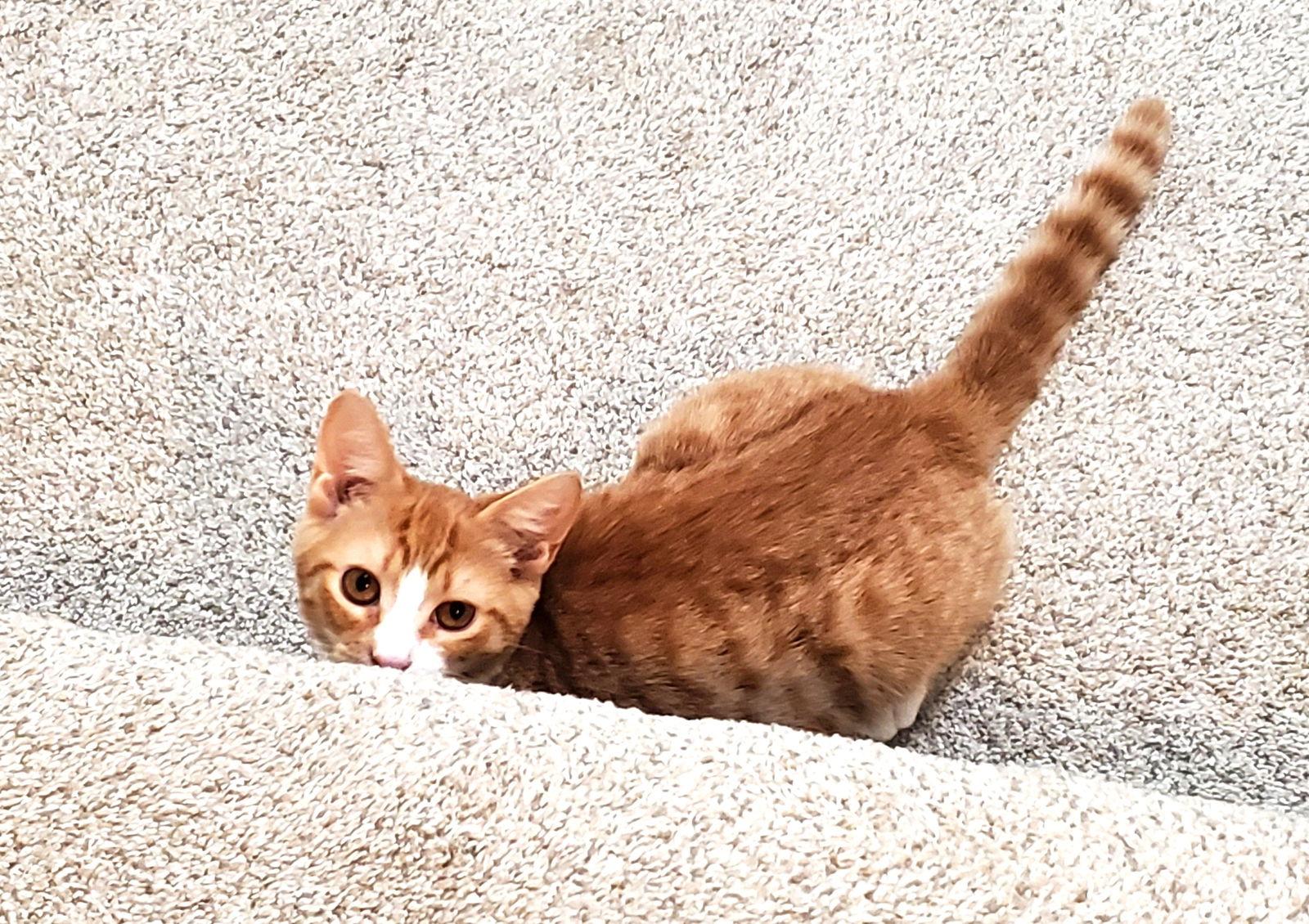 Gregory Peck thumbnail 3