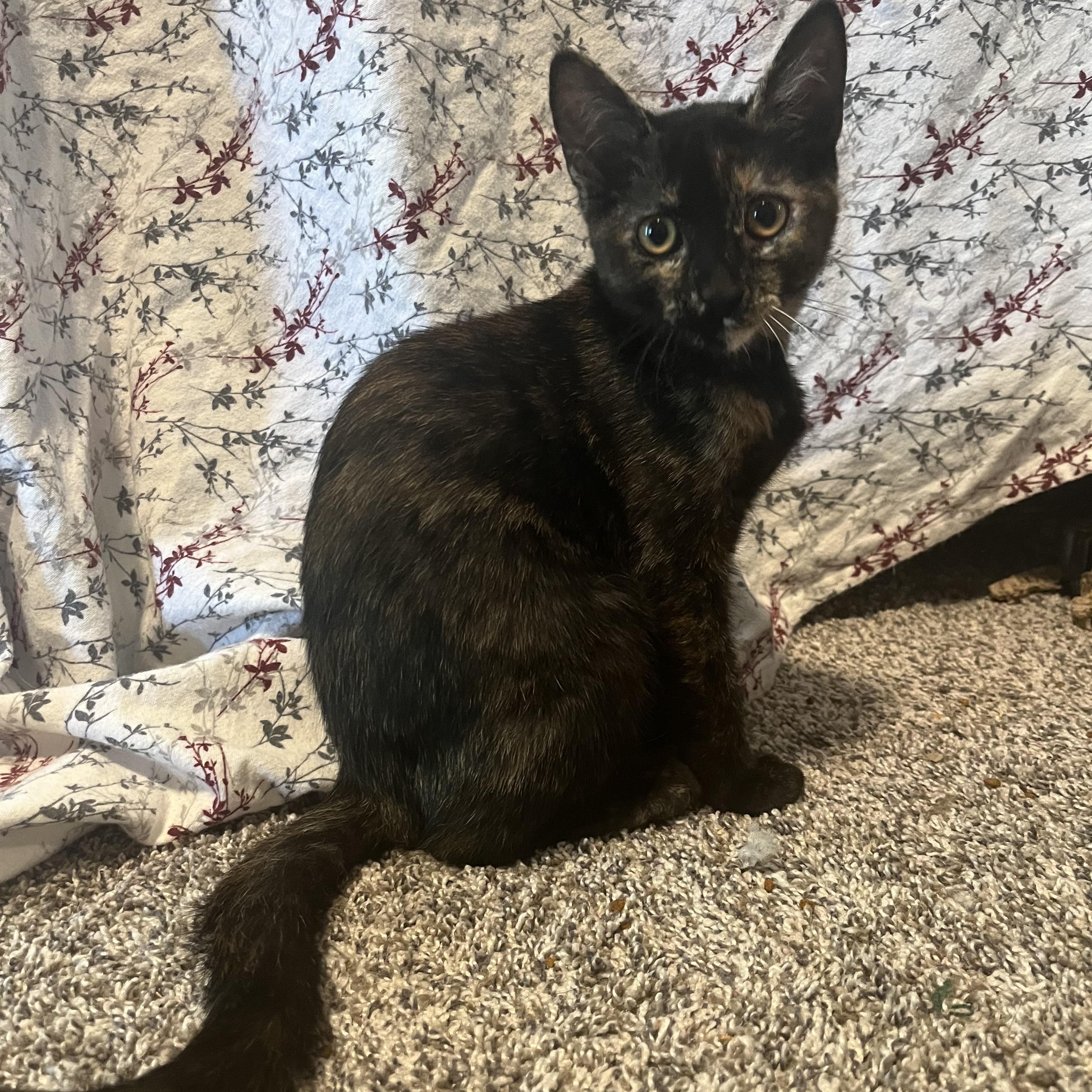 Salsa, ADOPTABLE, Kitten Female Tortoiseshell.