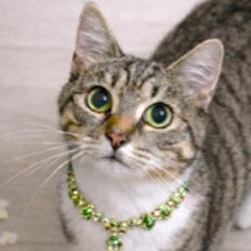 Enlarge MARVELOUS MINNIE!, a Adoptable mixed breed in Danbury, CT image 2/4