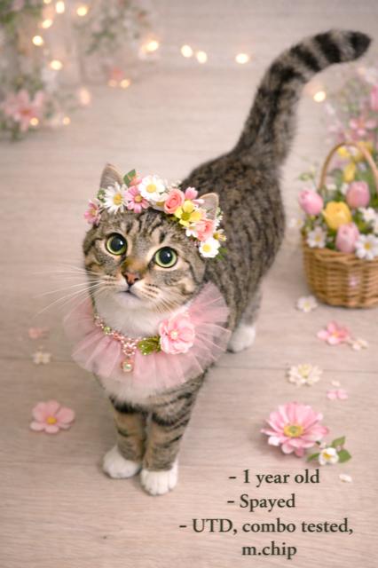 Enlarge MARVELOUS MINNIE!, a Adoptable mixed breed in Danbury, CT image 3/4