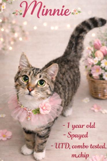 Enlarge MARVELOUS MINNIE!, a Adoptable mixed breed in Danbury, CT image 4/4