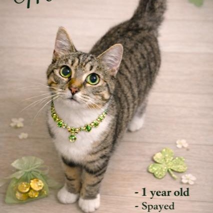 MARVELOUS MINNIE!, Adoptable, Young Female Bengal & Turkish Van.