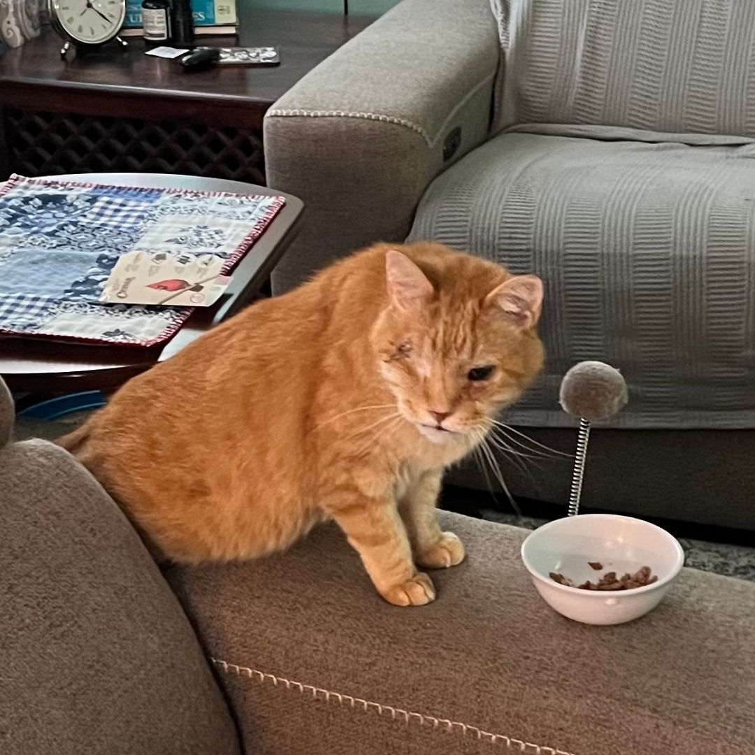 Morris, Adoptable, Senior Male Domestic Short Hair.