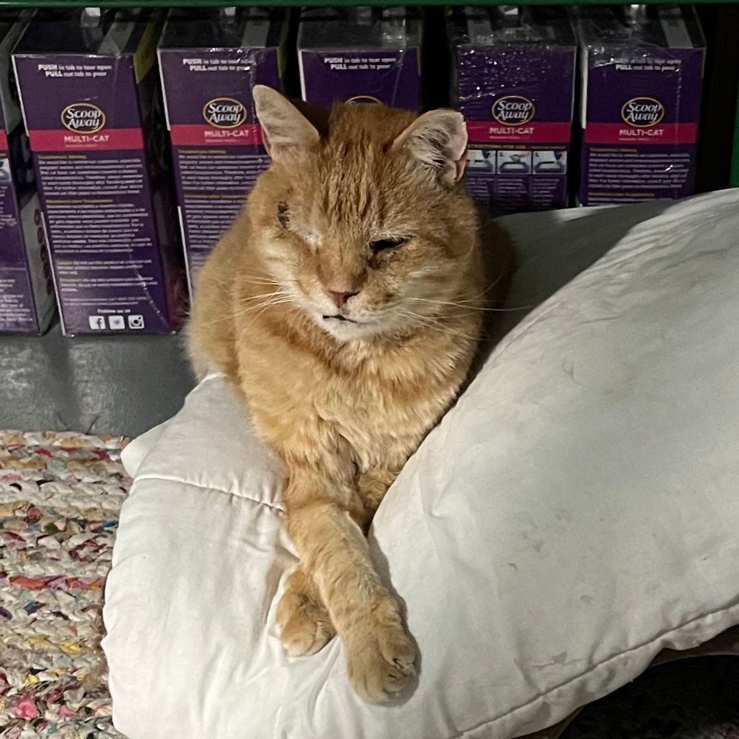 Morris, a Adoptable Domestic Short Hair in Mission Hills, CA image 2/12